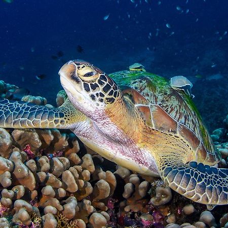 Meno Turtle Bungalows Gili Meno Dış mekan fotoğraf